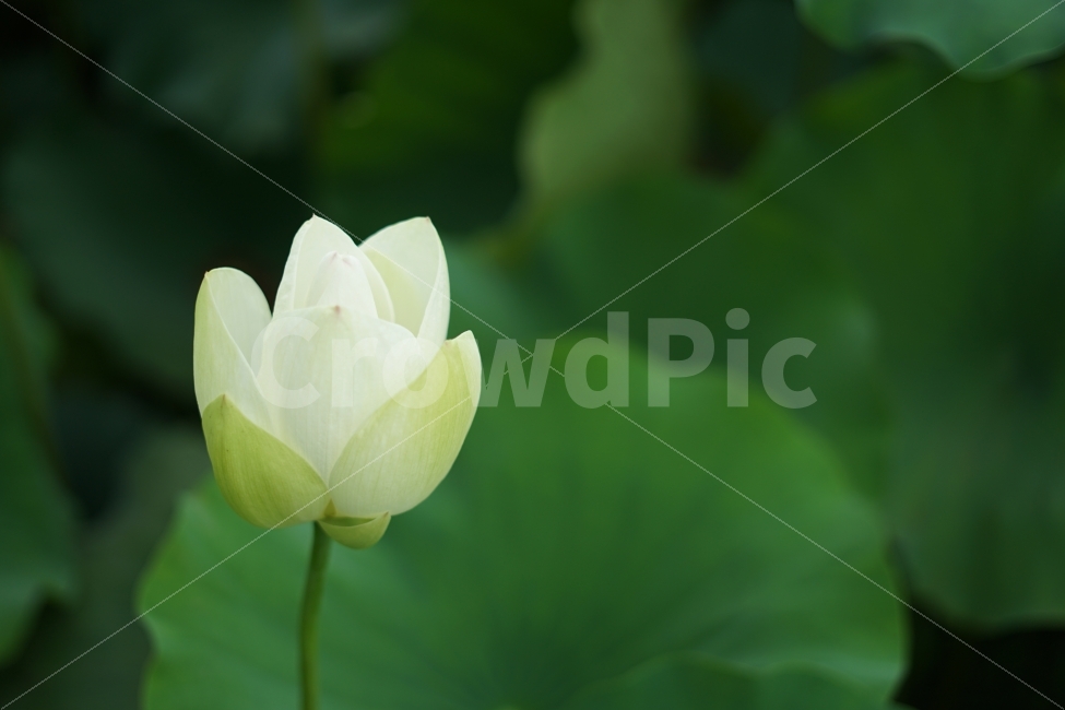 꽃,꽃사진,자연,연잎,연꽃,식물,자연,plants,nature,꽃,flower