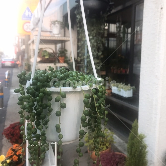 다육식물,콩란,다육이,동네,식물