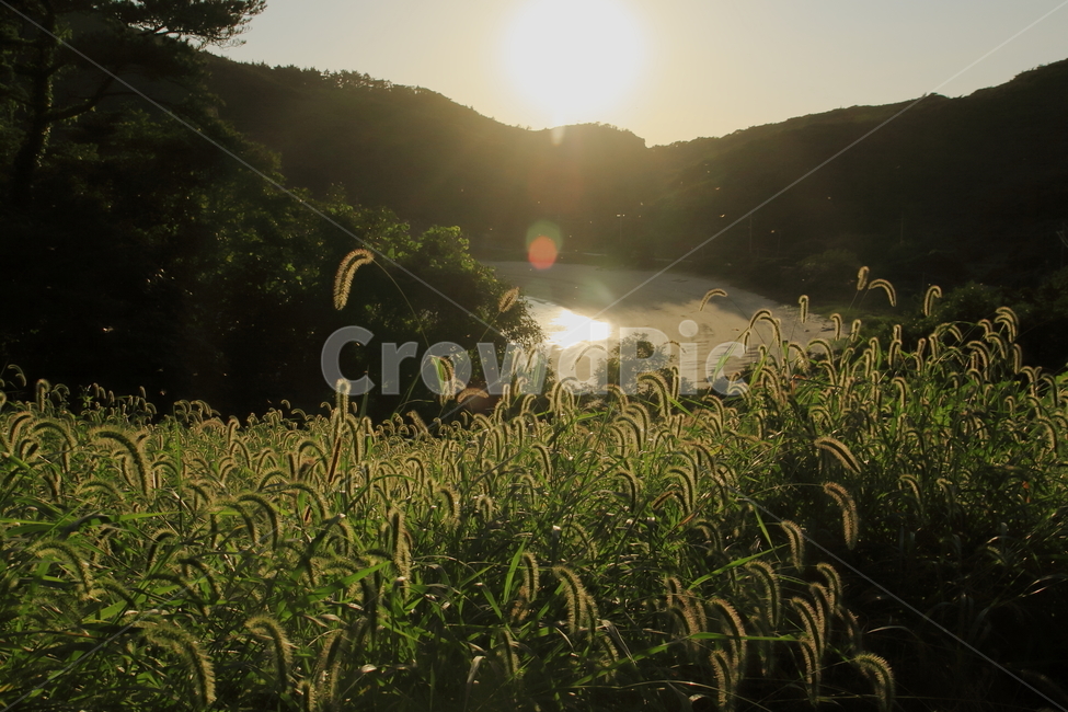 옹진군백아도,섬여행,섬,갈대,여행,자연,풍경,nature,landscape,휴식,힐링,rest,relaxation,healing,light,빛,flare,플레어,grass,잔디,plant,식물