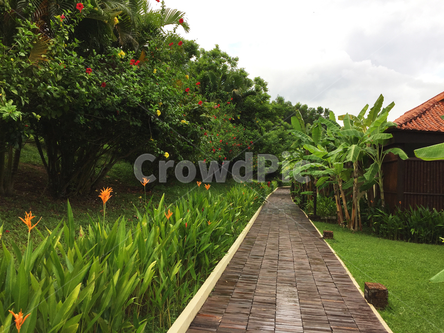 길,야자수,꽃,나무,정원,구름,자연,풍경,nature,landscape,garden,outdoors,옥외,arbour,정자,path,통로