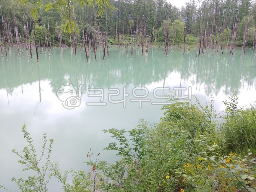 일본,북해도,아오이이케,푸른연못,자연,연못