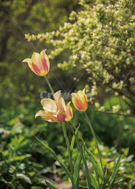 spring flowers,spring,Tulip,plant,garen,garden,flower