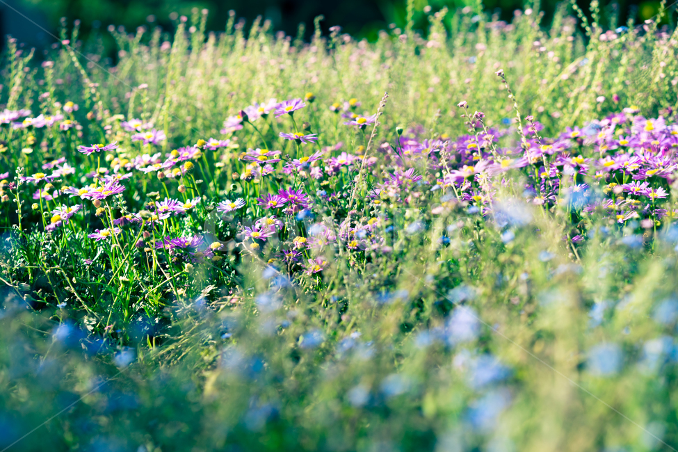 꽃,꽃사진,봄,가을,봄꽃,자연,식물,자연,plants,nature,꽃,flower,휴식,힐링,rest,relaxation,healing