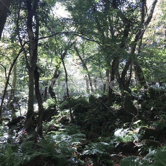 휴식,자연,힐링,햇살,산,돌,나무,풀,야생,초록,수풀,숲,nature,wood,forest,healing,mountain