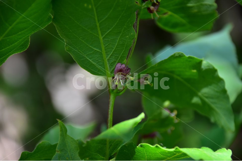 홍괴불나무,야생화,꽃,식물,자연,생태,플라워,flower,plants,nature,식물,자연,plants,nature,꽃,flower