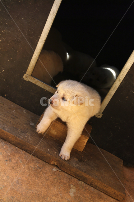 강아지,동물,애완견,반려견,개,동물,animal,포유류,mammal,개,강아지,dog,doggy
