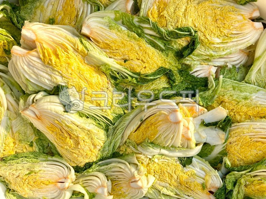 cabbage leaves,cabbage,half,cut,cross section of cabbage,Anticancer cabbage,Agricultural products,crops,vegetable,give up cabbage,pickled cabbage,cooking,winter kimchi,yellow inside,kimchi,leaf,food,Kimchi ingredients,give up,napa cabbage,autumn,kimchi se