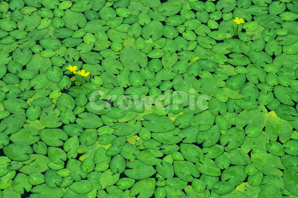 노랑어리연꽃,수생식물,식물,패턴,꽃,여름꽃,꽃송이,아름다움,flowers,waterlily,개화,활짝피다,배경,바탕,백그라운드,녹색,pattern,노랑색꽃,background,식물,자연,plants,nature