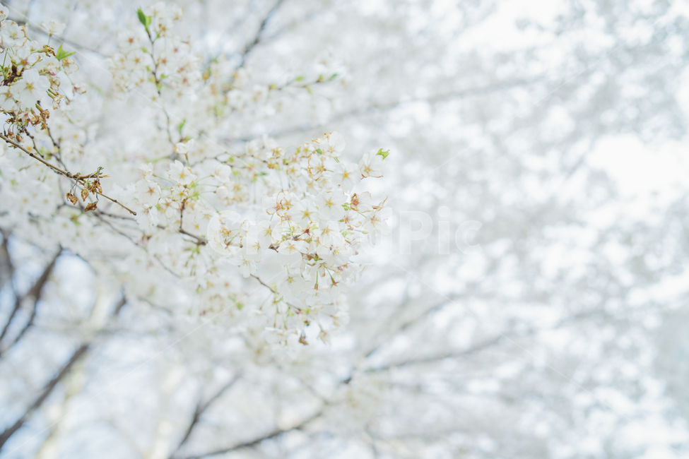 벚꽃,봄,꽃,풍경사진,감성사진,감성,휴식,힐링,cherryblossom,spring,landscape,flower,emotion,emotional,봄,계절,spring,season,식물,자연,plants,nature,꽃,flower,휴식,힐링,rest,relaxation,healing,plant,blossom,cherry blossom