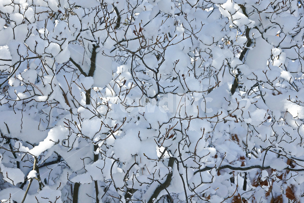 눈,설경,자연,겨울,눈꽃,snow,전북의산,완주군,모악산,겨울,계절,winter,season