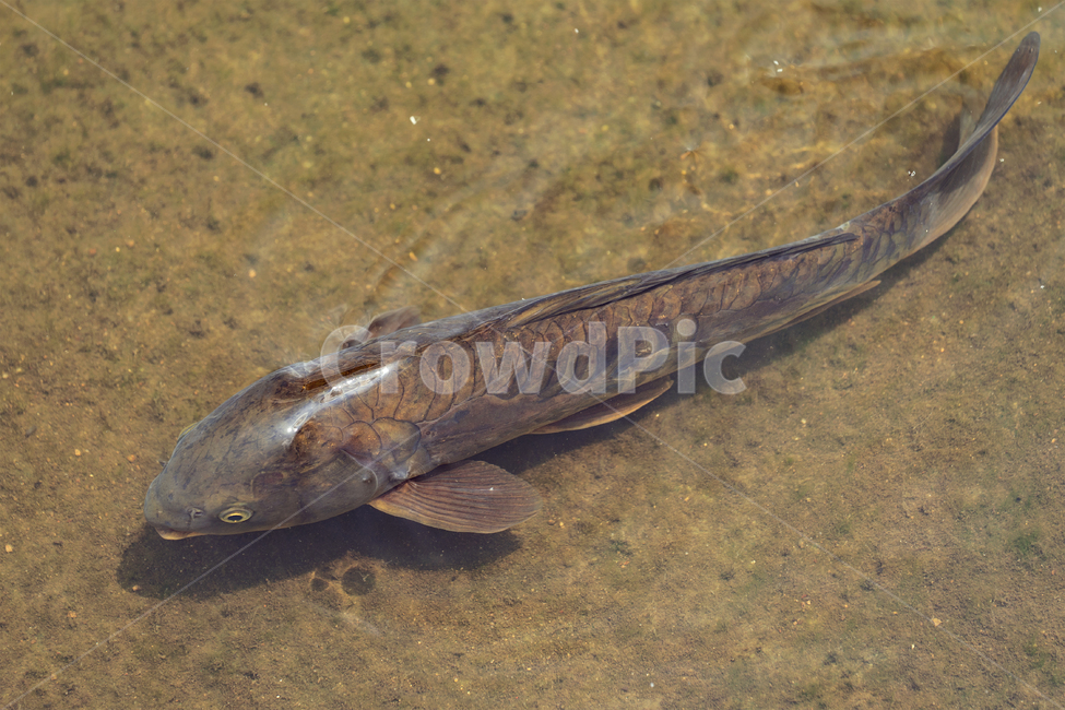 물고기,민물고기,어류,생물,자연,생태,생태계,향어,fish,animal,freshwaterfish,leathercarp,어류,물고기,fish