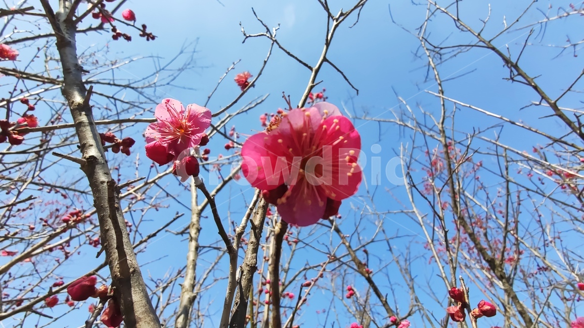 홍매화,매화,매화꽃,붉은매화꽃,홍매,자장매,maehwa,plant,식물,flower,blossom,꽃,식물,자연,plants,nature,꽃,flower