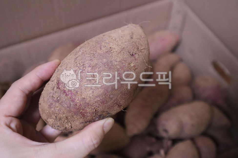 고구마,재료,요리재료,수확,탄수화물,농업,appetizer,cuisine,vegetarian,root,sweetpotato,food,fresh,crop,carbohydrate,agriculture,뿌리