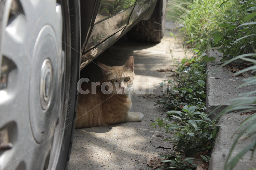 길고양이,치즈냥,삼색냥,동물,cat