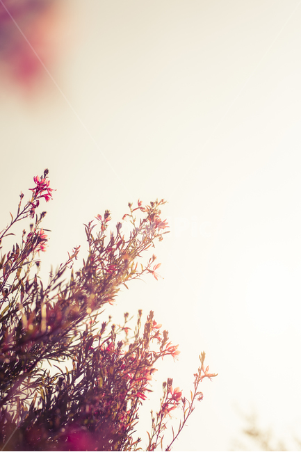허브,식물,꽃,로즈마리,햇살,자연,식물,자연,plants,nature,감성,sensible,feeling,색깔,색상,색채,색감,color sense,color sensitivity,feeling of color