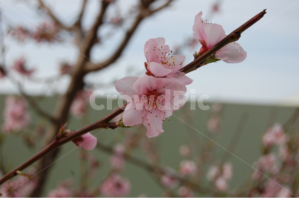 꽃,벚꽃,자연,풍경,핑크,flower,blossom,cherryblossoms,cherryblossom,pink,nature,tree,봄,계절,spring,season,식물,자연,plants,nature,꽃,flower,plant