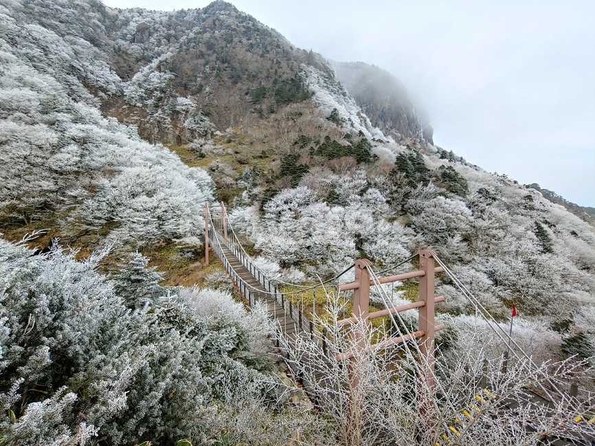 출렁다리,관음사,한라산,눈꽃,왕관릉,용진각,북벽,겨울,계절,winter,season,자연,풍경,nature,landscape,한국자연풍경,한국자연경관,korea nature landscape,plant,식물,outdoors,옥외,ice,빙,abies,아비,tree,나무,fir,전나무