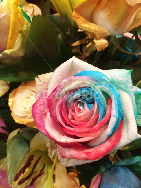 장미,식물,꽃,rose,flower,plant,blossom,레인보우,감성,색감,색깔,emotion,sensible,color,rainbow,무지개,봄,계절,season,spring