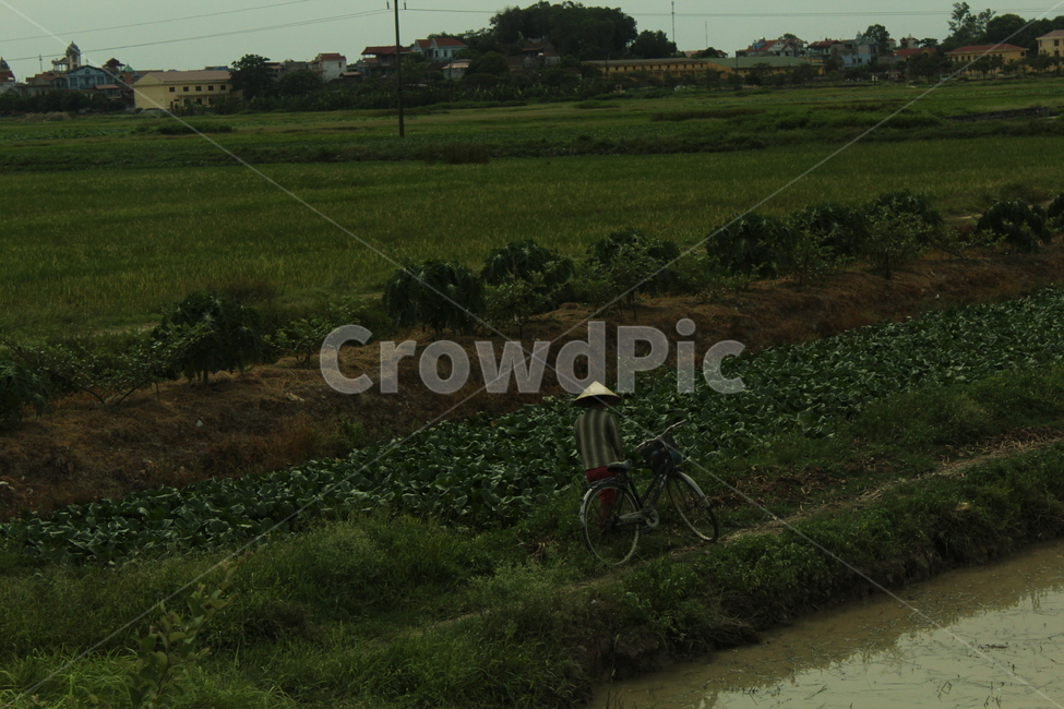 bike,자전거,bicycle,바퀴,논,시골,농업,농사,agriculture,farming,farming industry