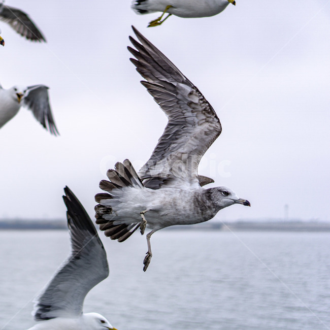 갈매기,새,bird,seagull,sea,바다,새떼,seagulls,animal,동물,flying,동물,animal,조류,새,birds