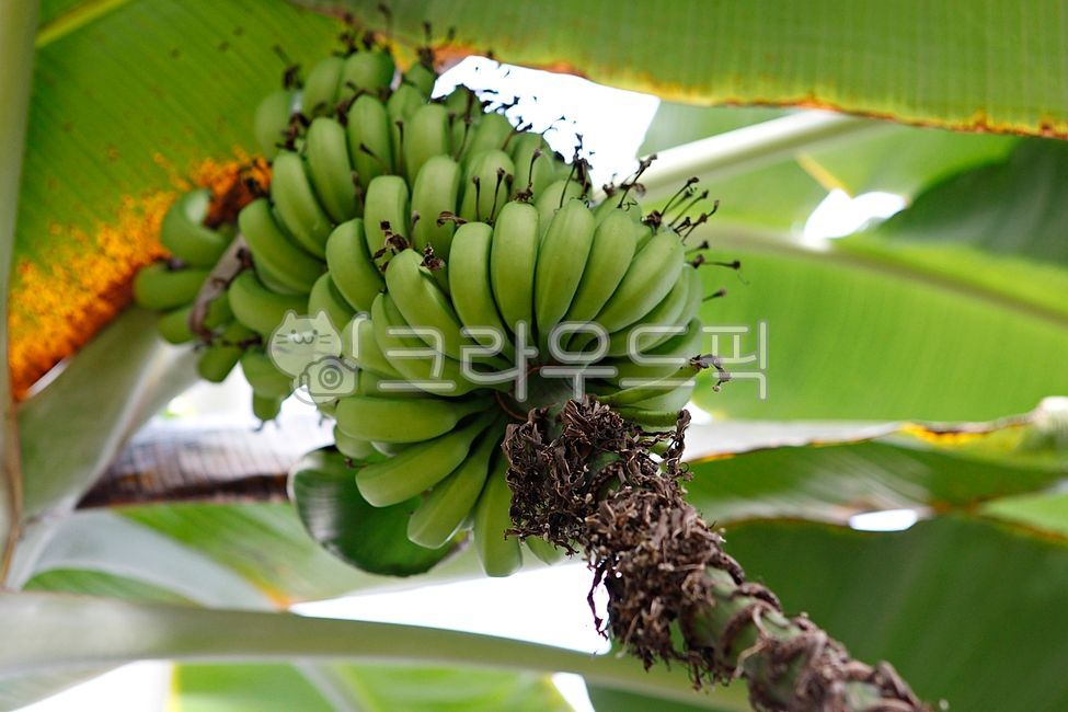 banana,cluster,Fruit,nature,fruit,greenhouse,Botanical garden,inside,leaf,food,plant,tropical plants,tropical fruit,banana tree