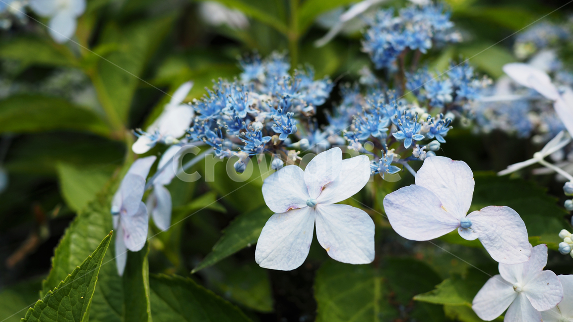 야생화,꽃,green,wildflower,flowers,공원