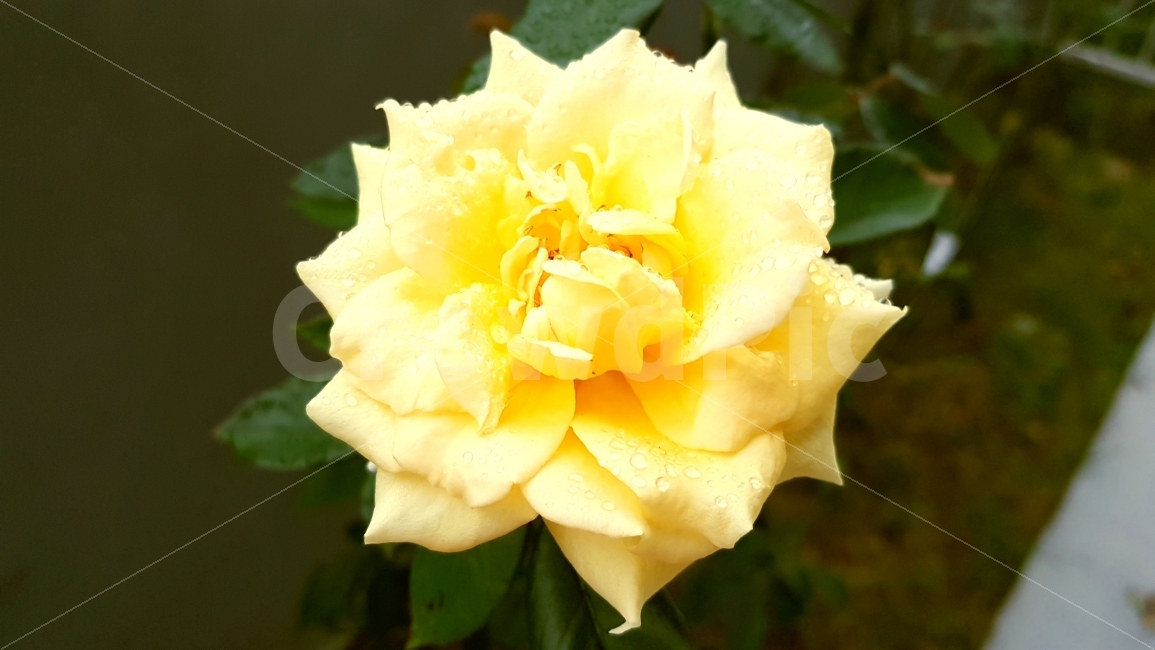 노란장미,옐로로즈,야생장미,장미,이슬장미,꽃,노란꽃,식물,자연,plants,nature,꽃,flower