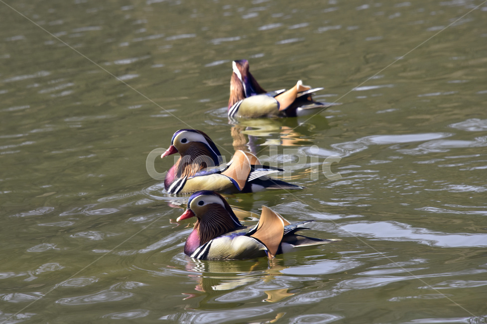원앙,mandarinduck,조류,오리과,천연기념물,철새,텃새,동물,animal,조류,새,birds