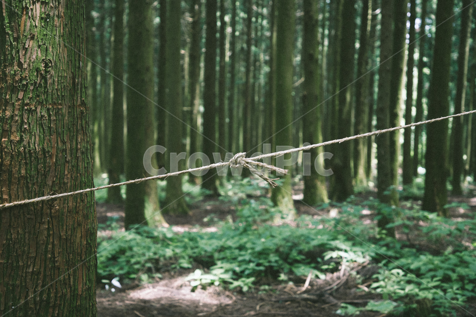 숲,나무,끈,매듭,울창한,forest,trees,knot,string