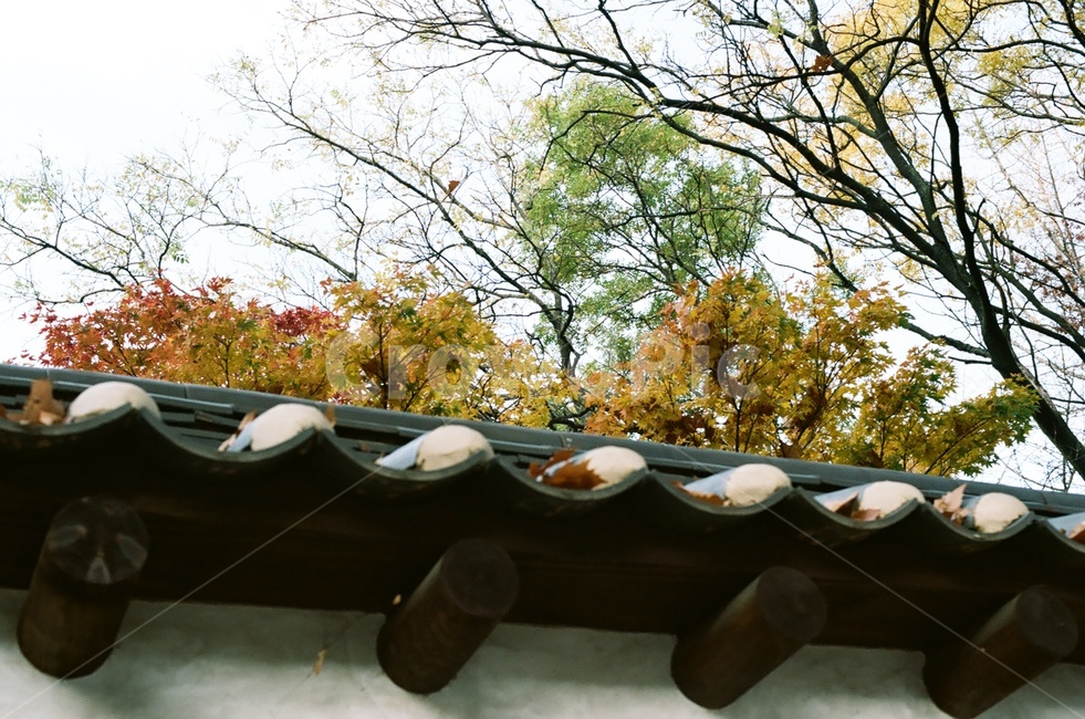 담장,낙엽,가을,가을낙엽,나무,기와,가을색,단풍나무,나뭇가지,fallenleaves,fall,autumn,tree,rooftile,maple,가을,계절,fall,autumn,season,한국전통,한국문화,korean traditional,korean culture,건축물,건물외관,exterior,building,structure,architecture,construction,roof,지붕