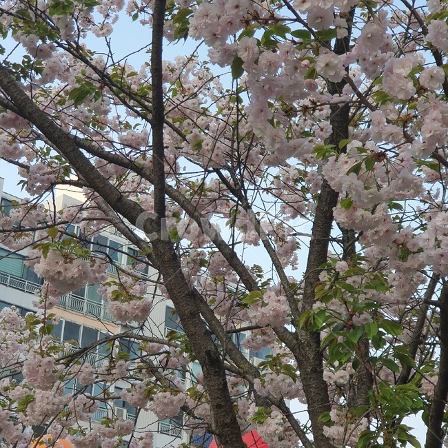 산책,자연,벚꽃,5월,봄,아름다운꽃,꽃