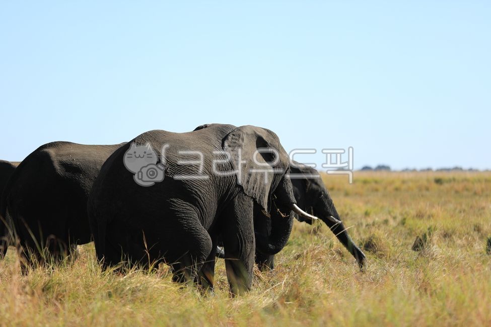 African elephant,animal,herbivore,elephant