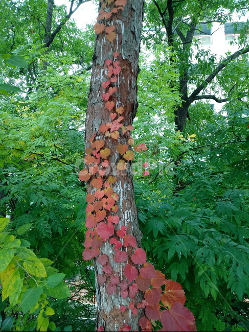 나무,단풍,plant,tree,leaf,잎,나뭇잎,나무줄기,maple,treetrunk,식물,자연,plants,nature