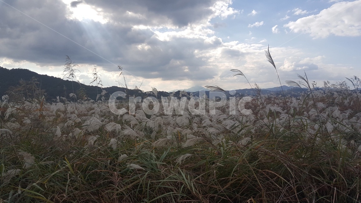 plant,식물,grass,lawn,잔디,갈대,reed,갈대밭,하늘,구름,햇빛