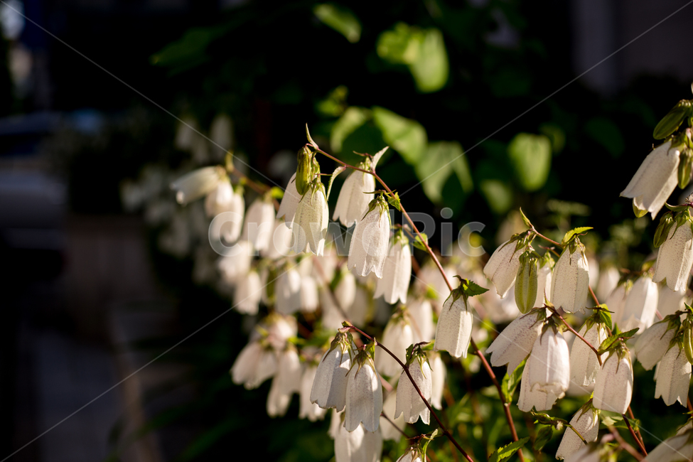 꽃,방울꽃,흰꽃,종모양꽃,은방울꽃,식물,자연,plants,nature,꽃,flower