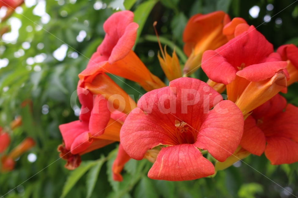 자연,꽃,붉은꽃,red,flower,식물,자연,plants,nature,꽃,flower