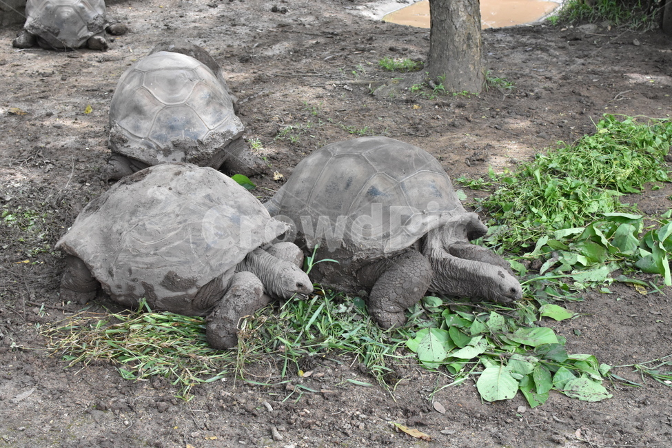 거북이,거북이들,먹이,tortoise,거북이등