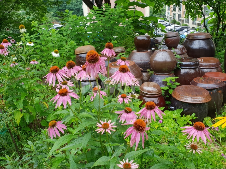 루드베키아,아름다운꽃,자연,여름,감성,계절,꽃,식물,배경이미지,beautifulflowers,plant,nature,노랑색,애키내시아,항아리,장독대,분홍색,배경,배경화면,식물,자연,plants,nature,꽃,flower