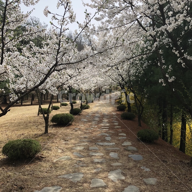 식물,벚꽃,숲길,봄,plant
