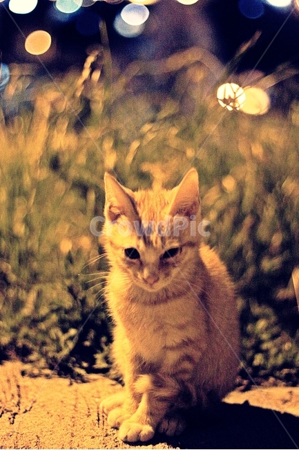 길냥이,야옹이,새끼고양이,길고양이,고양이,동물,animal,포유류,mammal,고양이,cat,kitten,kitty,감성,sensible,feeling