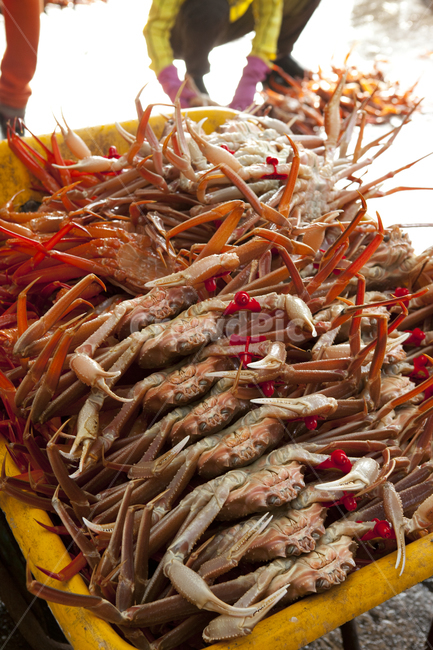 대게,영덕대게,게,crab,food,음식,붉은대게,해양생물,seafood,해물,갑각류,음식,식재료,요리,food,cook,meal,dishes,food reserves,수산물,해산물,fishery products,seafood