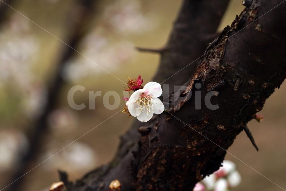 매화,꽃,나무,나뭇가지,산,봄,자연,플라워,꽃봉오리,flower,nature,spring,접사,macro,클로즈업,closeup,tree,숲,숲속,산림,삼림,조경,식물,plants,봄꽃,감성,힐링,풍경,landscape,식물,자연,plants,nature,봄,계절,spring,season,꽃,flower,plant
