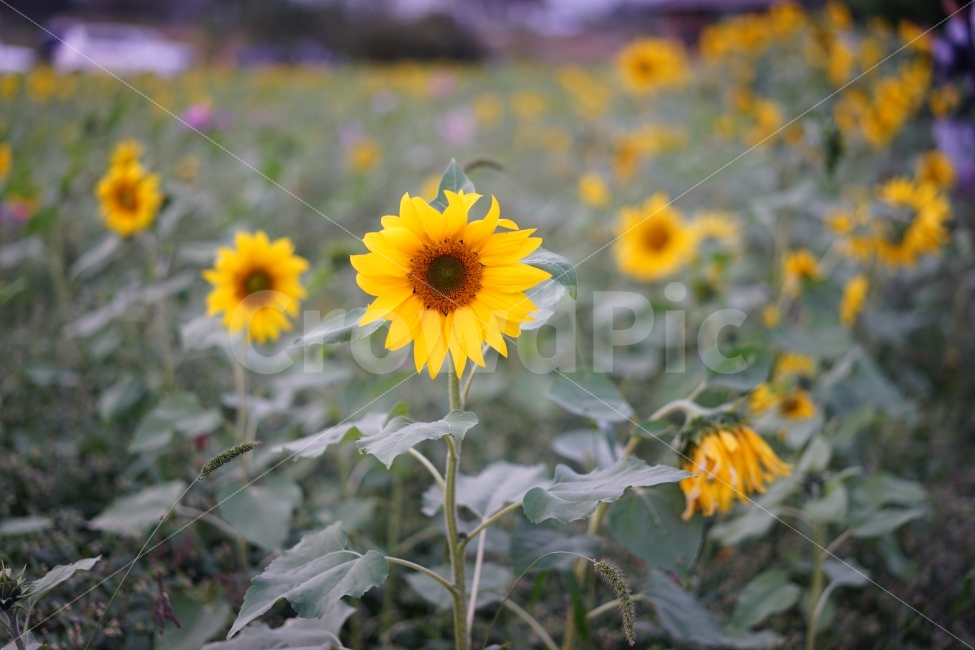 꽃,해바라기,자연,여름꽃,꽃밭,주간,식물,자연,plants,nature,꽃,flower,감성,sensible,feeling