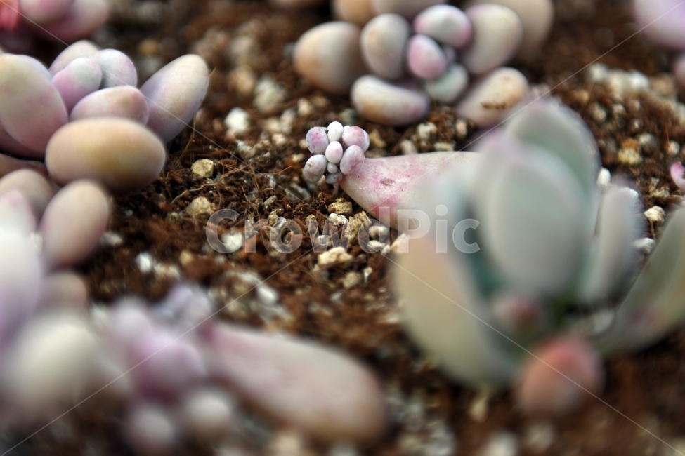 다육이,다육,다육식물,화분,식물,화초,배경,자연,plants,취미,그린,환경,키우기,아름다운,화려한,생명,생활,background,식물,자연,plants,nature