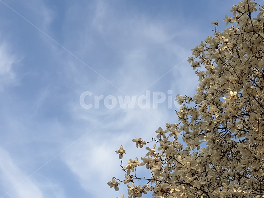 목련,목련나무,꽃,봄,spring,sky,하늘,봄,계절,spring,season,plant,식물