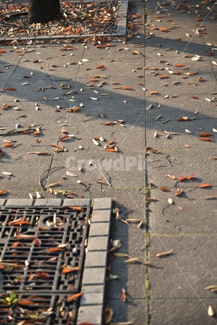 가을,낙엽,단풍,쓸쓸함,일몰,노을,바람,가을,계절,fall,autumn,season