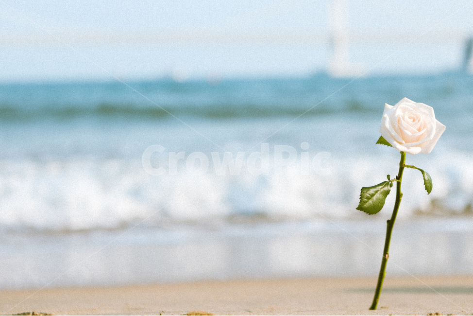 광안대교,어린왕자,장미,꽃,한송이,기다림,감성,광안리,출사,인연,바다,푸른하늘,덩그러니,해변,바다,beach,sea,꽃,flower,감성,sensible,feeling,색깔,색상,색채,색감,color sense,color sensitivity,feeling of color