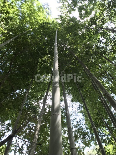 bamboo,죽림,대숲,푸른,대나무