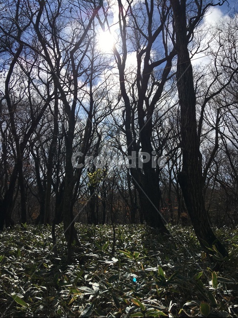 제주,한라산,나무,가을,산림