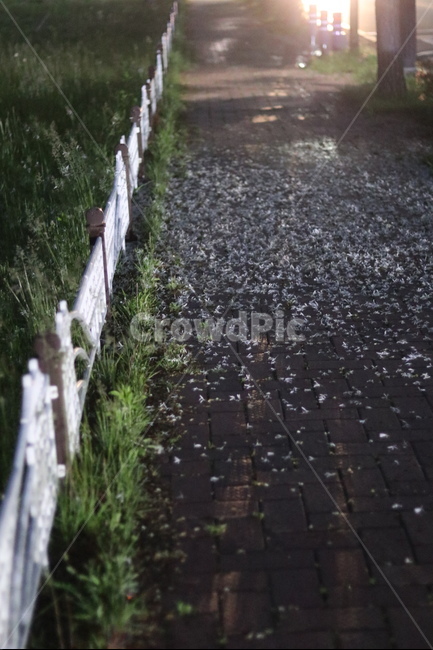 불빛,야경,이팝나무꽃,밤,거리,봄,계절,spring,season,야경,밤,풍경,nightscape,night,landscape,nature,자연